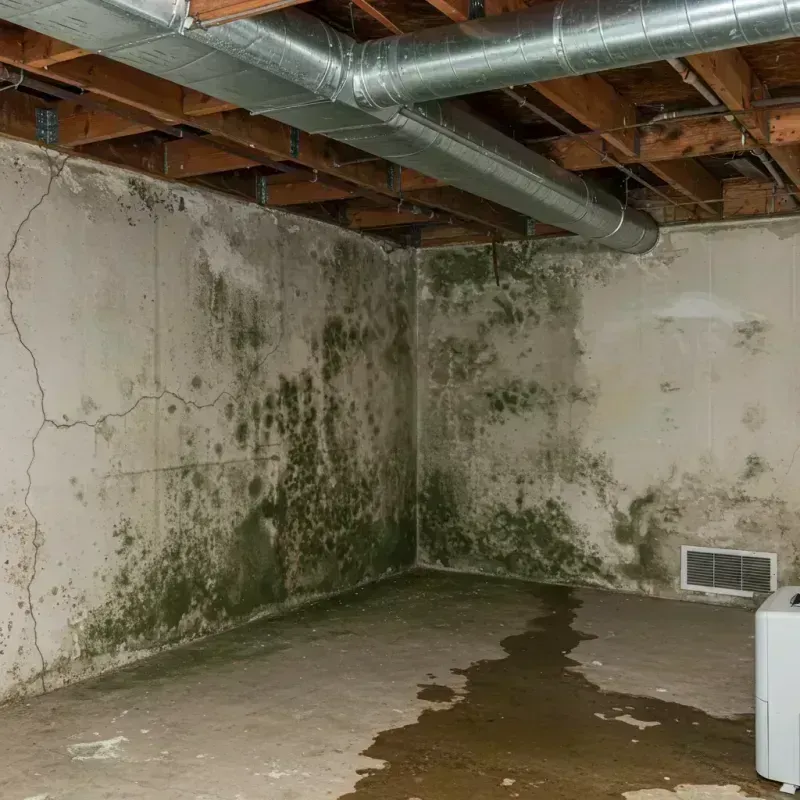 Professional Mold Removal in Samsula-Spruce Creek, FL